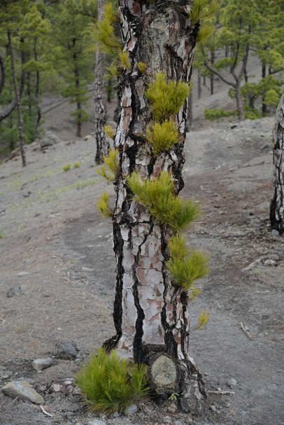 Canary pines near Soria,Gran Canaria  - Photo, Image