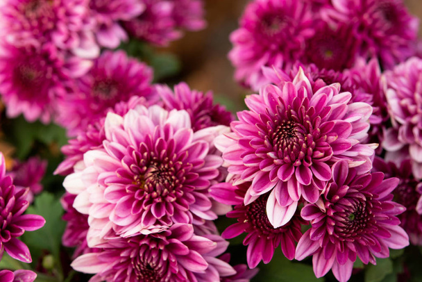 close up pink autumnal chrysanthemum background - Fotografie, Obrázek