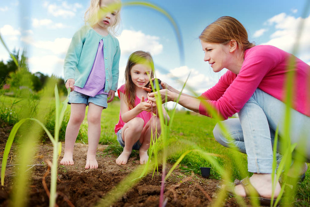 Two cute little sisters helping their mother to plant seedlings in a garden. Children taking part in outdoor household chores. - 写真・画像