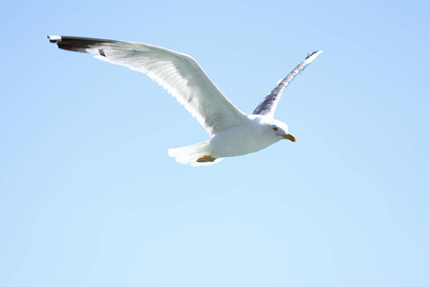 scenic view of beautiful cute gull bird - Foto, Imagem
