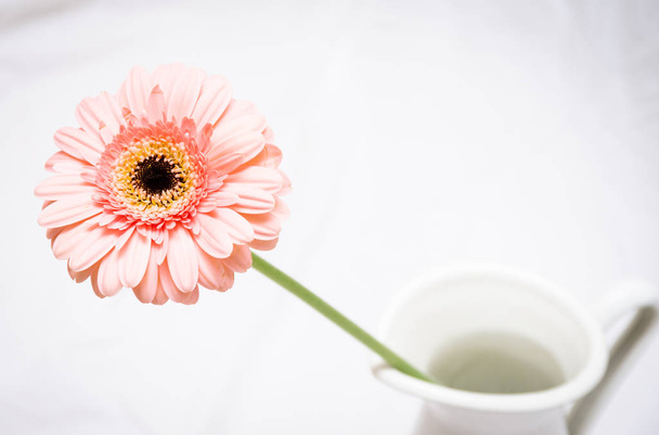 Macro Photo of a Vibrant Pink Gerbera Daisy in a Vase Against a White Background - 写真・画像