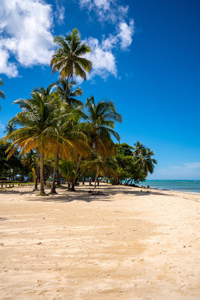 Coconut trees on the sandy beach. Beautiful paradise island, summer spirit. - Photo, Image