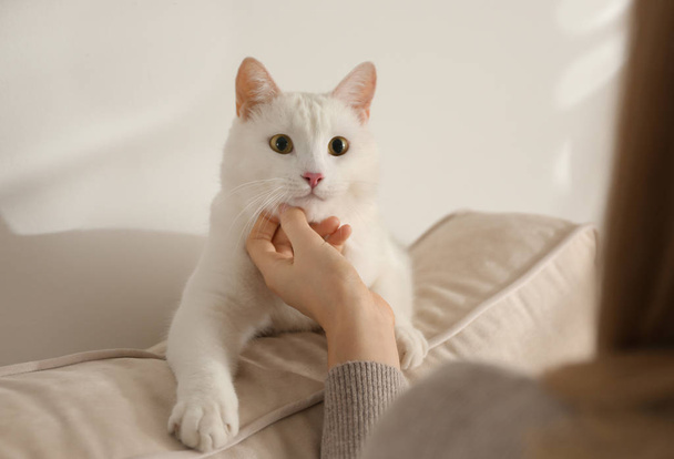 Young woman petting her beautiful white cat at home, closeup. Fluffy pet - Foto, Imagen
