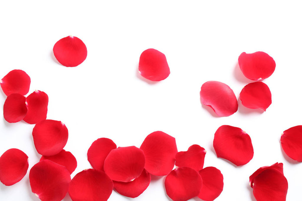 Fresh red rose petals on white background, top view - 写真・画像