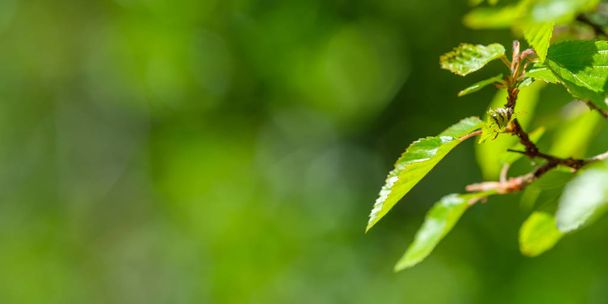branch with green beech leaves and copy space with bokeh blur - Фото, изображение