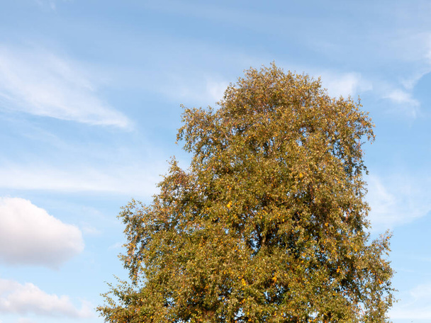 autumn green tree in the blue sky background - Photo, image