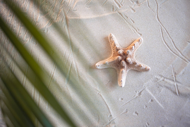 Tropical beach A green palm leaf, and lonely starfish, lie on white fine sand. Desktop wallpaper. - Valokuva, kuva