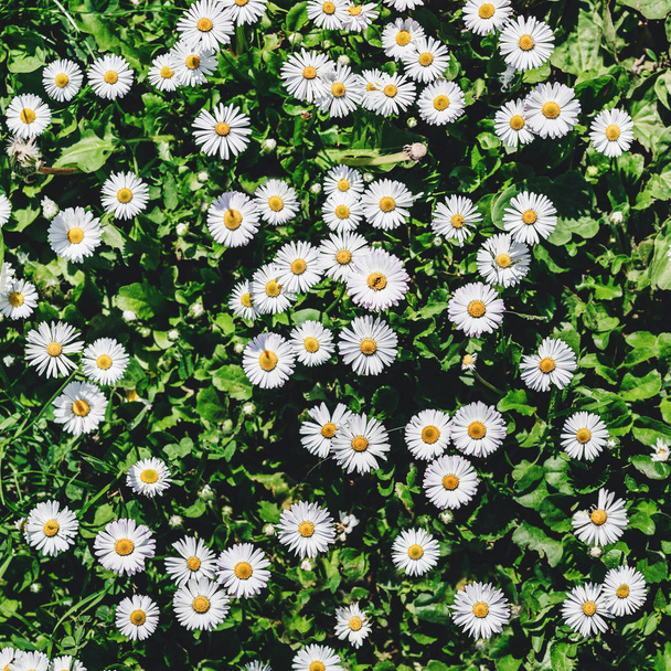Papatya tarlası çiçekleri ya da çiçek açan papatyalar. Yaz çiçekleri, seçici odak - Fotoğraf, Görsel