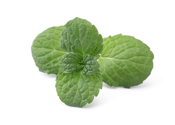 Perfect Green Mint Leaf Isolated on White Background. - Foto, afbeelding