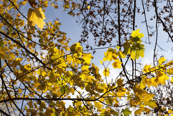 Autumn leaves foliage, flora in fall season  - Foto, imagen