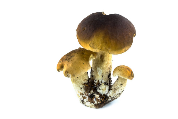 boletus mushroom against white background,close-up of edible mushroom - Zdjęcie, obraz