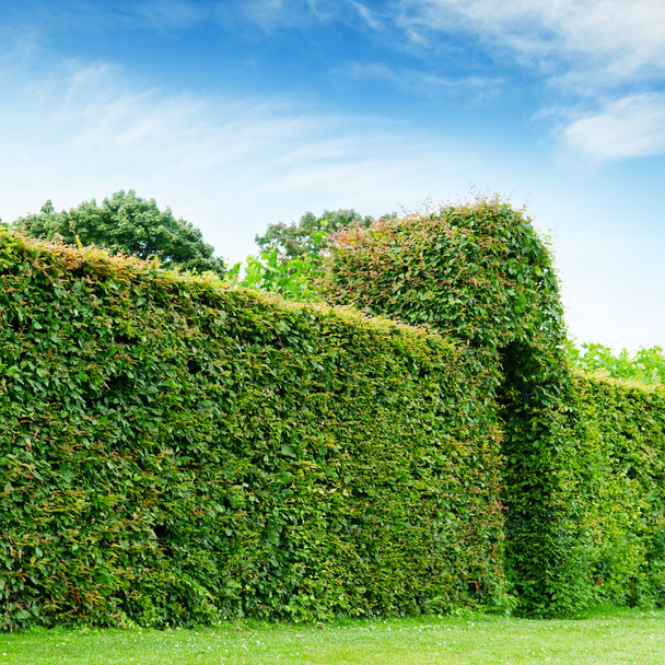 green fence in a summer park - Fotó, kép