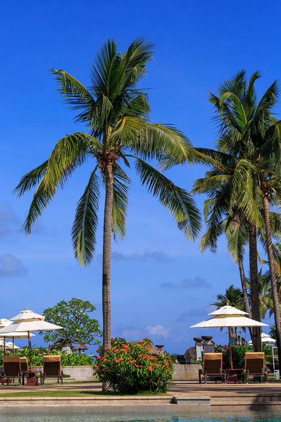 palm trees and umbrellas on the chinese island hainan - 写真・画像