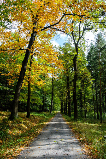 forest road in the elbe sandstone mountains - Foto, imagen