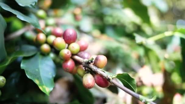 Grano de café árabe fresco en las ramas de la granja de café en la aldea de Khun-wang en Tailandia
. - Metraje, vídeo