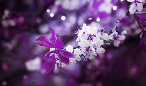 Beautiful floral spring abstract background of nature. Branches of blossoming cherry with soft focus on purple background. Greeting cards with copy space - Photo, image