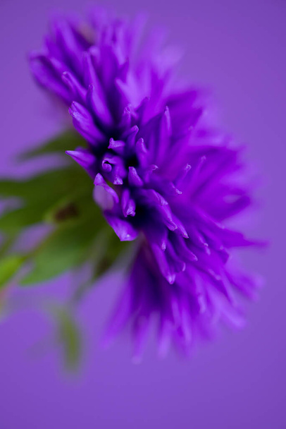 Close-up image of the flower Aster on purple background. Shallow depth of field. - Fotó, kép