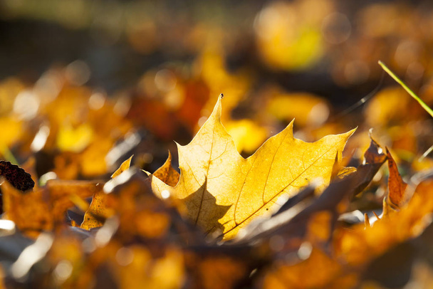 żółte, pomarańczowe liście klonu podczas opadania liści, zbliżenie jesienią - Zdjęcie, obraz