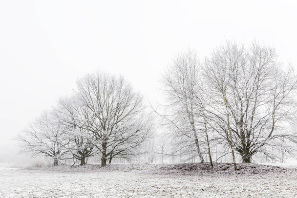 trees in the fog covered with hoar frost - Foto, Imagen