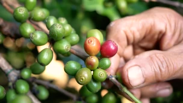 Lähikuva käsi viljelijöiden poiminta kypsä arabica kahvi marjoja kahvi maatilalla Khun-wang kylässä Thaimaassa
. - Materiaali, video