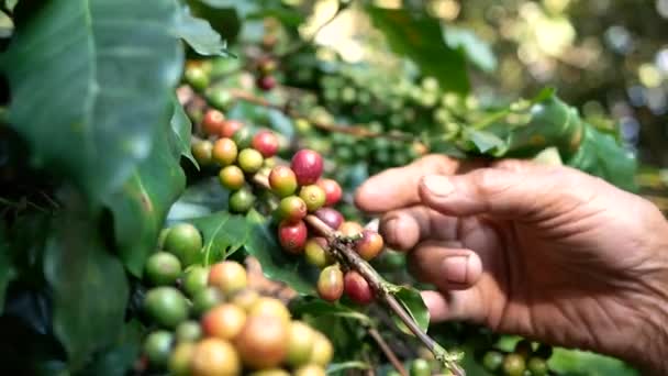 Close-up hand van boeren plukken rijpe arabica koffiebessen in koffie boerderij in Khun-wang dorp in Thailand. - Video