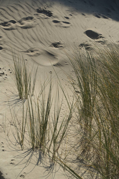 dunes with beach grass and footprints - Zdjęcie, obraz