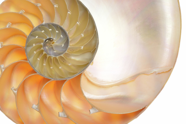 Nautilus shell - Zdjęcie, obraz