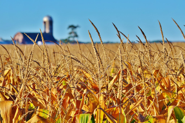 Крупный план кукурузных теней в поле
. - Фото, изображение