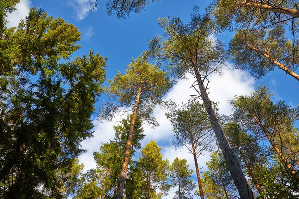 Tall pine trees, treetops from below - Fotoğraf, Görsel