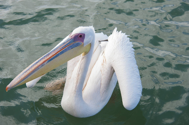 pelican in walvis bay,namibia - Zdjęcie, obraz