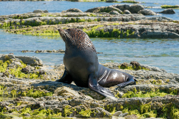 Θαλάσσιο λιοντάρι, Seal παίζει στην ακτογραμμή, θαλάσσια ζωή των ζώων - Φωτογραφία, εικόνα