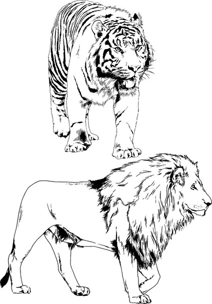 vektör çizimleri çizimler farklı yırtıcı hayvan, kaplan aslan çita ve leopar mürekkep el tarafından nesneleri arka plan ile çizilir - Vektör, Görsel