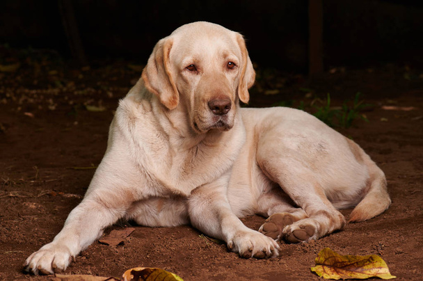 Retrato de perro labrador
 - Foto, Imagen