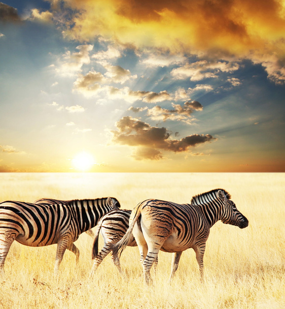 Zebra - Fotoğraf, Görsel