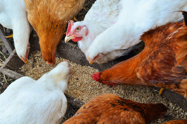 Πολλά κοτόπουλα τρώνε φαγητό στη φάρμα. Πολλές όρνιθες στο κοτέτσι. - Φωτογραφία, εικόνα