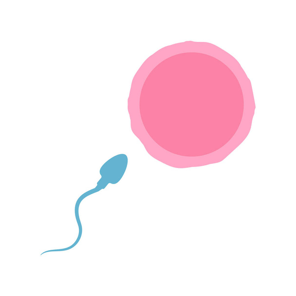 Vector illstration of sperm and egg on white background. Isolated. - Vector, Image