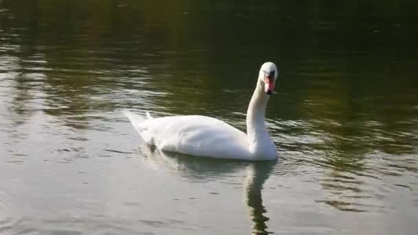 Two swans floating on the water. - Footage, Video