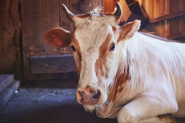 Ευτυχισμένος αγελάδα στον αχυρώνα σπίτι willage είναι για τον ύπνο και ξεκούραση - Φωτογραφία, εικόνα