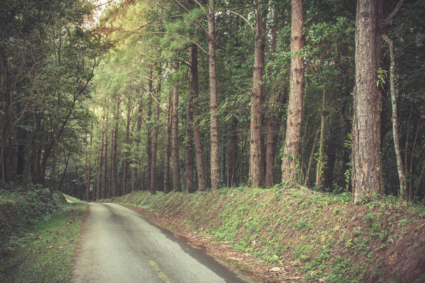 La route dans la forêt. Promenade dans la forêt
. - Photo, image