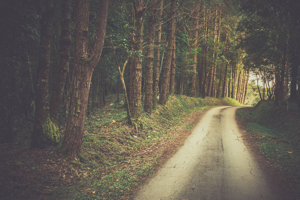 A estrada para a floresta. Caminhada na floresta
. - Foto, Imagem