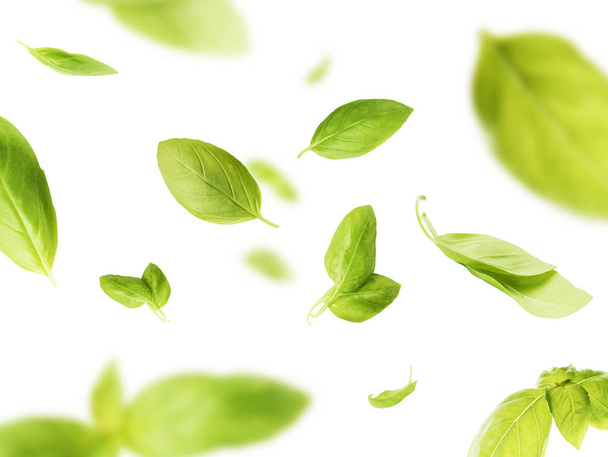 Vividamente volando en el aire hojas de albahaca verde aisladas en blanco b
 - Foto, imagen