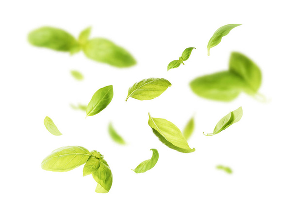 Vividly flying in the air green basil leaves isolated on white b - Zdjęcie, obraz