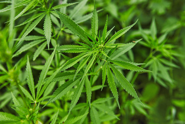 Wzór zielony świeży marihuany liści - Zdjęcie, obraz