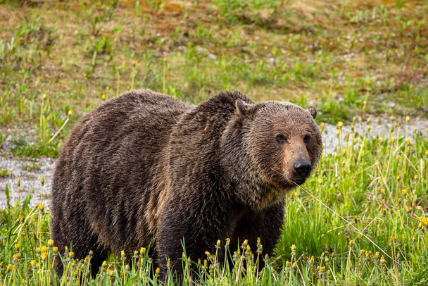 A grizzly medve a réten  - Fotó, kép