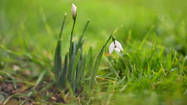 Первые весенние цветы с красочным естественным фоном в солнечный день. Прекрасные белые подснежники в траве. Конец зимнего сезона на природе. (Galanthus nivalis
) - Фото, изображение
