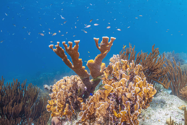 Caribische koraal tuin - Foto, afbeelding