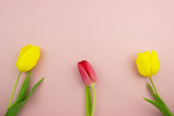 Beautiful yellow and red tulips flat lay on colorful pink background. Romantic spring floral layout Top view with copy space. Womans day, valentines day, mothers day celebration. Stock photo. - Foto, afbeelding