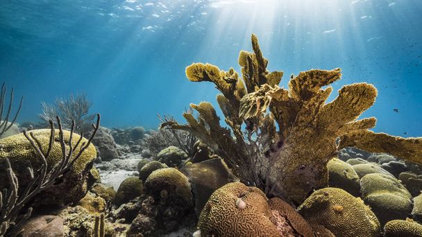 Seascape of coral reef in the Caribbean Sea around Curacao with gorgonian coral, view to surface and sunbeams - Photo, Image