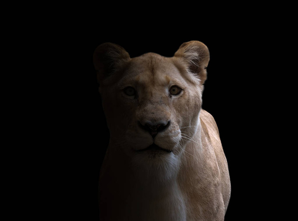 female lion  in dark background - Photo, Image