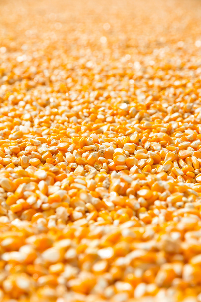 Corn seeds - Foto, afbeelding
